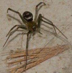 Steatoda grossa