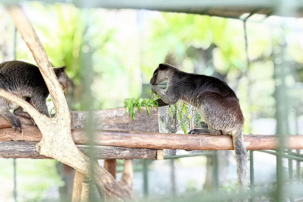 Grizzled Tree-Kangaroo