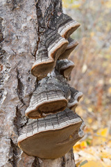 Phellinus pomaceoides