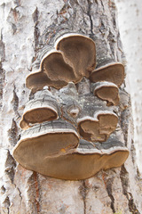 Phellinus pomaceoides
