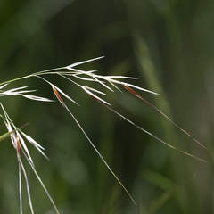Austrostipa pubinodis