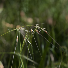 Austrostipa pubinodis