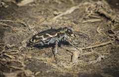 Cicindela tranquebarica kirbyi