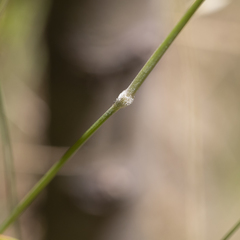 Austrostipa pubinodis