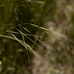Austrostipa pubinodis