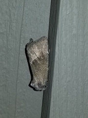 Plagiomimicus spumosum