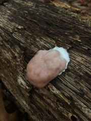Reticularia splendens