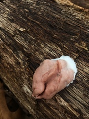 Reticularia splendens