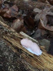 Reticularia splendens
