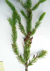 Arceuthobium pusillum