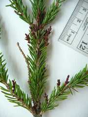 Arceuthobium pusillum