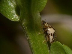 Psyllobora bicongregata