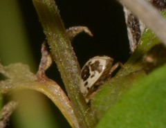 Psyllobora bicongregata