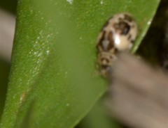 Psyllobora bicongregata