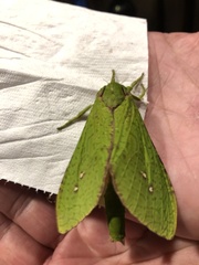 Aenetus eximia