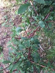 Phytolacca americana rigida