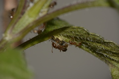 Myrmicinae