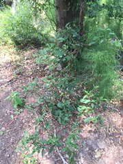 Phytolacca americana rigida