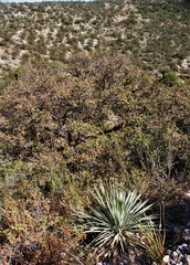 Quercus intricata