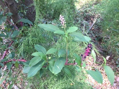 Phytolacca americana rigida