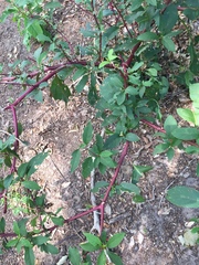 Phytolacca americana rigida