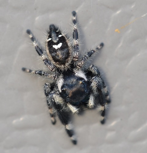 Bold Jumping Spider photographed in Hawaii