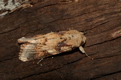 Spodoptera cosmioides