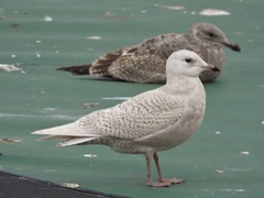 Larus glaucoides glaucoides