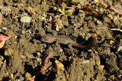 Sceloporus aeneus
