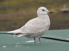 Larus glaucoides glaucoides