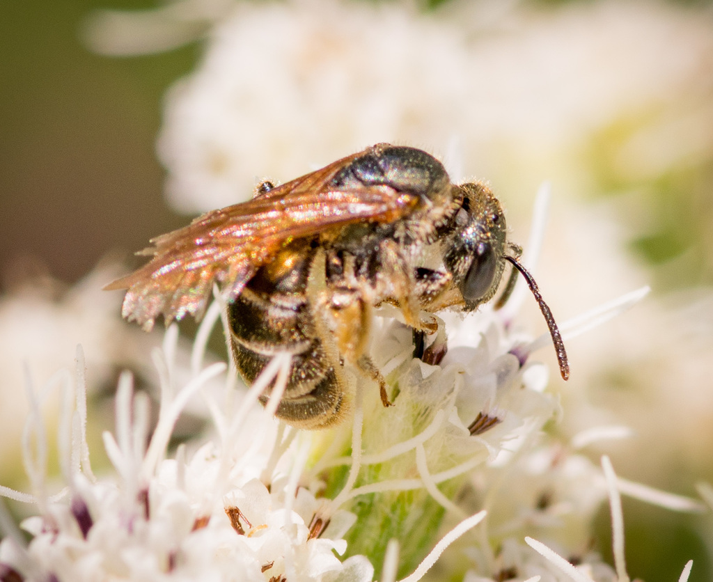 Bee Fure Confusing Furrow Bee from Chautauqua County, NY, USA on September 12 ...