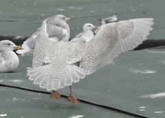 Larus glaucoides glaucoides