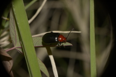 Cacoscelis nigripennis
