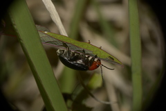 Cacoscelis nigripennis