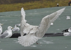 Larus glaucoides glaucoides
