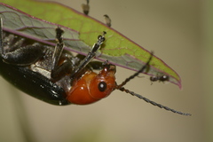 Cacoscelis nigripennis