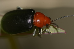 Cacoscelis nigripennis