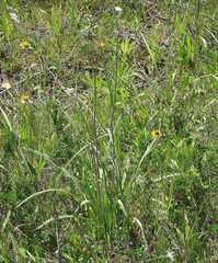 Anticlea elegans glauca