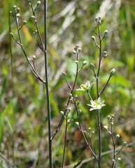 Anticlea elegans glauca