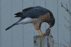 Accipiter cooperii