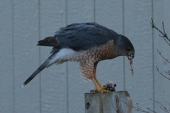 Accipiter cooperii