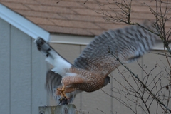 Accipiter cooperii