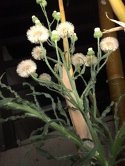 Erigeron bonariensis