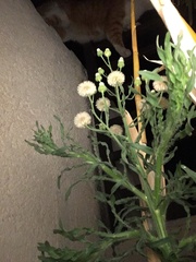 Erigeron bonariensis