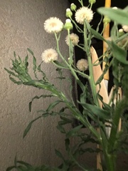 Erigeron bonariensis