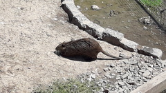 Myocastor coypus