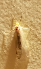 Synoestropsis punctipennis