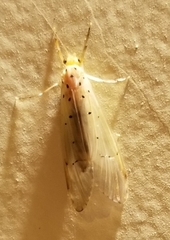 Synoestropsis punctipennis