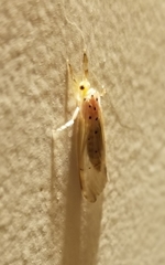 Synoestropsis punctipennis