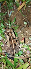 Incilius melanochlorus